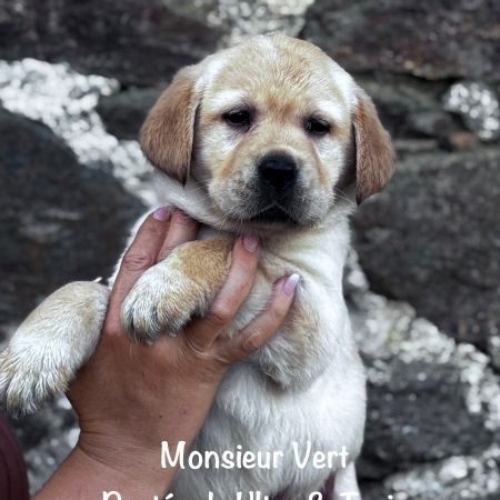 Mâle sable labrador lof à réserver, dispo mi mai #3