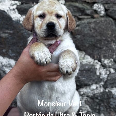 Mâle sable labrador lof à réserver, dispo mi mai #4