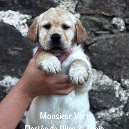 Mâle sable labrador lof à réserver, dispo mi mai #0