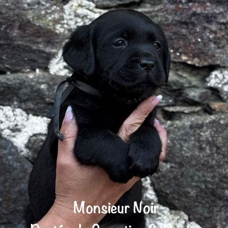 Superbe mâle labrador noir lof dispo mi mai 2026 #2