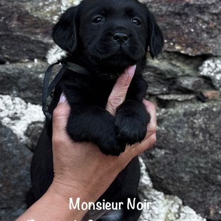 Superbe mâle labrador noir lof dispo mi mai 2026 #3