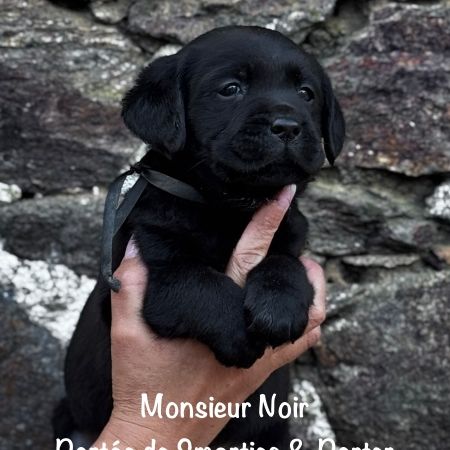 Superbe mâle labrador noir lof dispo mi mai 2026 #4
