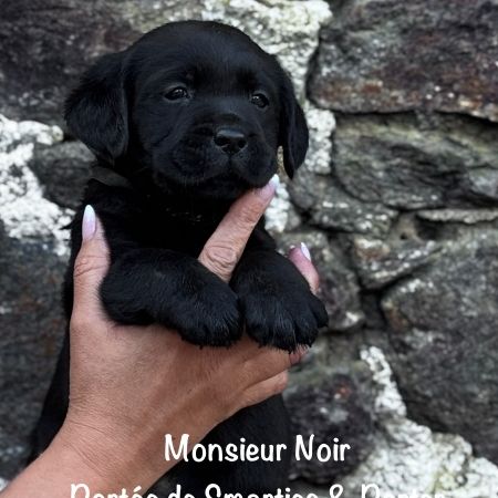 Superbe mâle labrador noir lof dispo mi mai 2026 #0