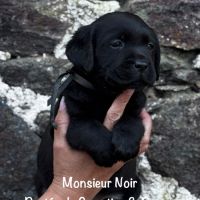 Superbe mâle labrador noir lof dispo mi mai 2026 #1