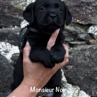Superbe mâle labrador noir lof dispo mi mai 2026 #3