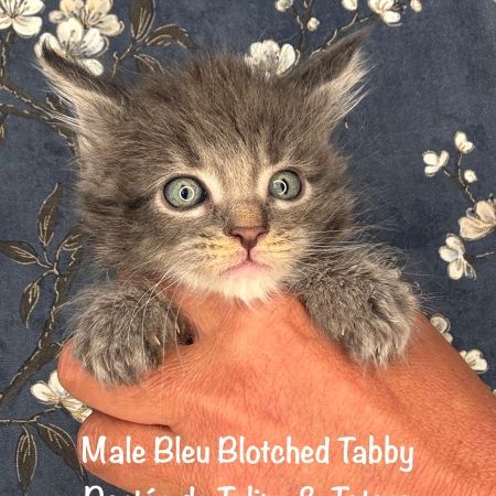 Superbes chatons maine coon loof #1