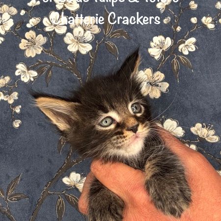 Superbes chatons maine coon loof #4
