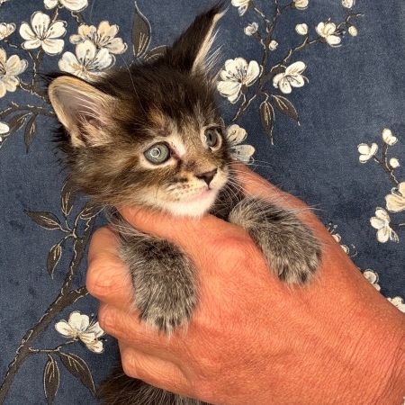 Superbes chatons maine coon loof #5