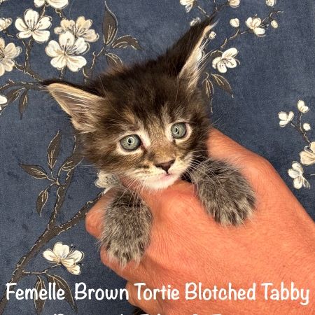 Superbes chatons maine coon loof #6