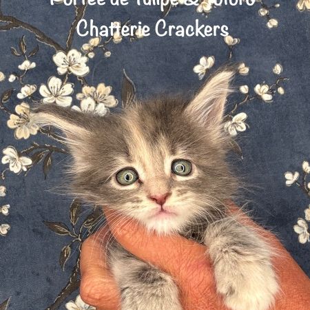 Superbes chatons maine coon loof #7