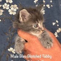 Superbes chatons maine coon loof #2