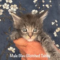 Superbes chatons maine coon loof #3