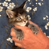 Superbes chatons maine coon loof #5
