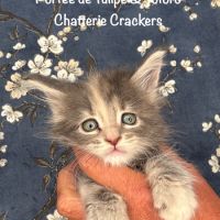 Superbes chatons maine coon loof #7