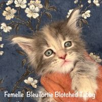 Superbes chatons maine coon loof #0
