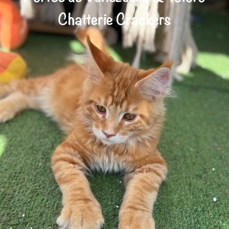 Superbes chatons maine coon loof disponibles #1