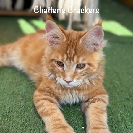 Superbes chatons maine coon loof disponibles #2