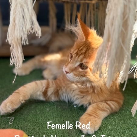 Superbes chatons maine coon loof disponibles #4