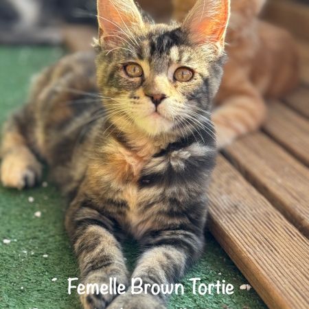 Superbes chatons maine coon loof disponibles