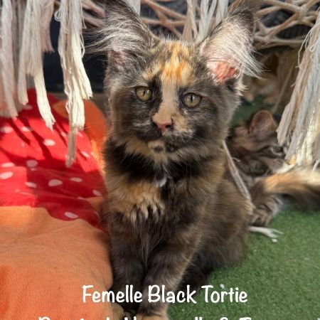 Superbes chatons maine coon loof disponibles #8