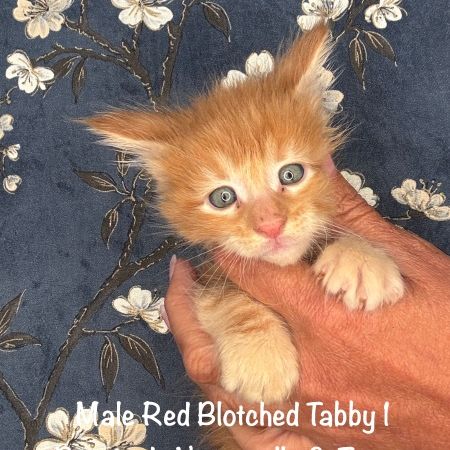 Superbes chatons maine coon loof a réserver #1