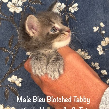 Superbes chatons maine coon loof a réserver #3