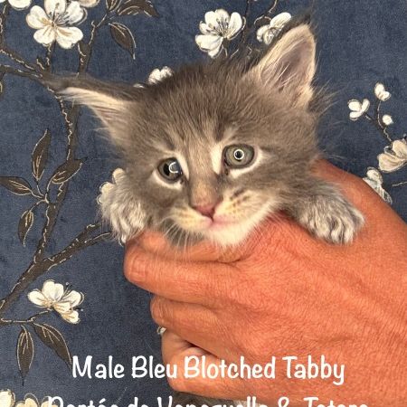 Superbes chatons maine coon loof a réserver #5