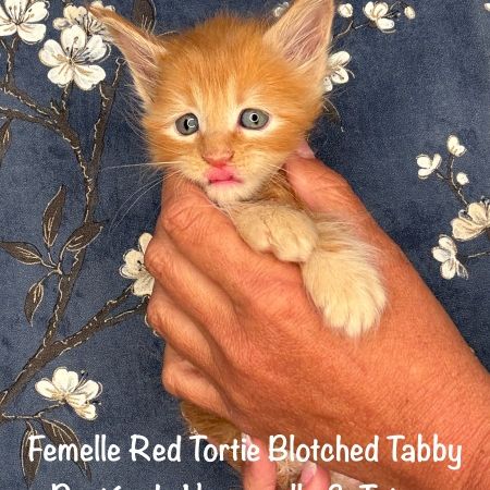 Superbes chatons maine coon loof a réserver #6