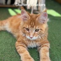 Superbes chatons maine coon loof disponibles #2