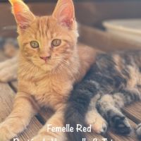 Superbes chatons maine coon loof disponibles #5