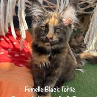 Superbes chatons maine coon loof disponibles #8