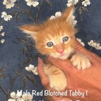 Superbes chatons maine coon loof a réserver #1