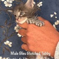 Superbes chatons maine coon loof a réserver #2