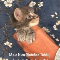 Superbes chatons maine coon loof a réserver #3