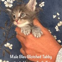 Superbes chatons maine coon loof a réserver #4