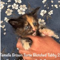Superbes chatons maine coon loof a réserver #8
