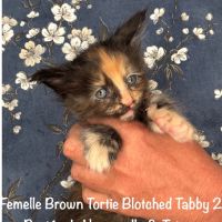 Superbes chatons maine coon loof a réserver #9