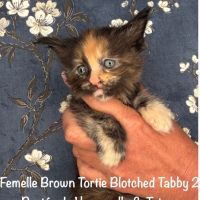 Superbes chatons maine coon loof a réserver #10