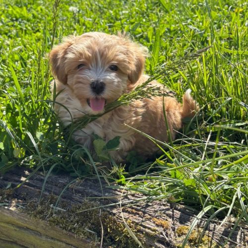 Adoption de suite rares chiots bichon havanais #1