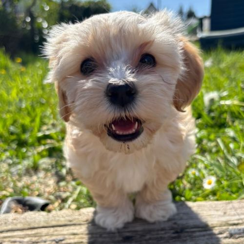 Adoption de suite rares chiots bichon havanais