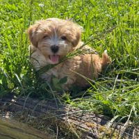 Adoption de suite rares chiots bichon havanais #1