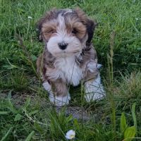 Adoption de suite rares chiots bichon havanais #3