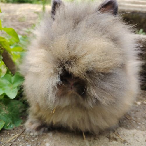Petit teddy nain angora