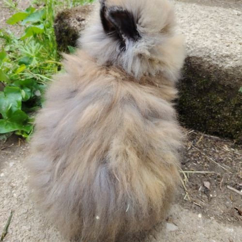Petit teddy nain angora #2