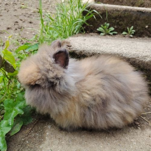 Petit teddy nain angora #3