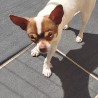 Chihuahua mâle