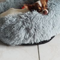 Chihuahua mâle