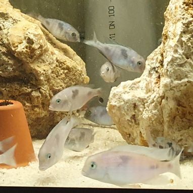 Cyrtocara moorii