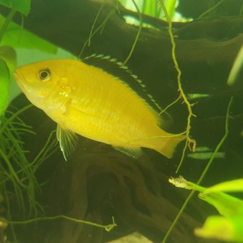 Couple de labidochromis caeruleus
