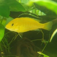 Couple de labidochromis caeruleus #1
